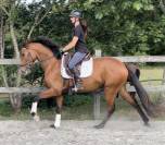 Cheval Lusitanien PP 6 ans