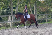 Cheval Lusitanien PP 6 ans