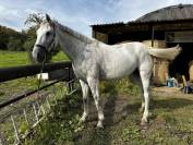 Poulini&egrave;re SBS