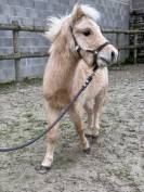 Saillie Cheval Miniature AMHR