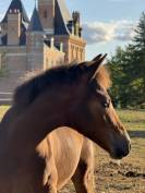 POULICHE PAR QUABAR DES MONCEAUX