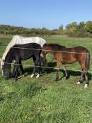 POULICHE PAR QUABAR DES MONCEAUX