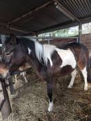 Maya, top ponette de 3 ans 