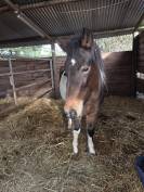 Maya, top ponette de 3 ans 