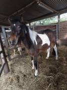 Maya, top ponette de 3 ans 
