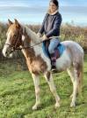 Super jument polyvalente 