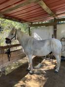 Cheval PP Camargue 