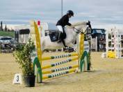 ?⭐️ Pony Connemara vincente ⭐️?