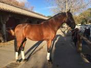 BOHEMIO - PRE 14 ans - Tous niveaux