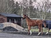 Superbe poulain BWP de dressage 