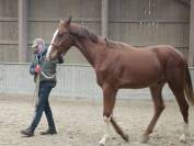 Superbe poulain BWP de dressage 