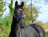 Propose DP sur Jument 5 ans