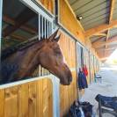 Magnifique hongre SF 9 ans