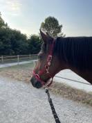 Gentil hongre &agrave; vendre