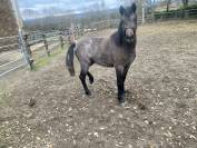 New Forest crois&eacute; 2 ans &ndash; entier (castration pr&eacute;vue) 