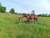 Poulini&egrave;re par ROCCOSSIFRED