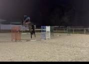 Hongre de 6 ans super qualit&eacute; 