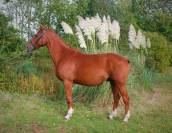 Crack de 5 ans un peu tardif