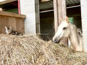 Poulain 1 an 1/2 OC crois&eacute; Quarter 