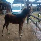 Pouliche pur sang arabe 