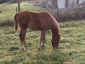 Pouliche pur sang arabe 