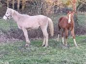 Poulains  pur sang arabe 