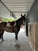 Jument 6 ans &agrave; vendre 