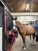 &Agrave; vendre jument 