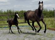 Jument poulini&egrave;re 6 ans pleine 
