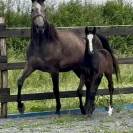 Jument poulini&egrave;re 6 ans pleine 