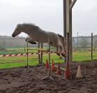 Poney Fran&ccedil;ais de Selle