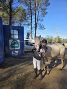 Gelding French Saddle Pony For sale 2018 Grey