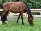 cheval selle fran&ccedil;ais