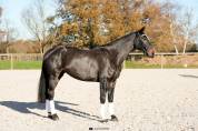  Jument - Oldenbourg - 5 ans - Dressage - France 