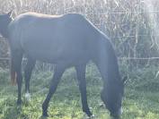 Jument Z &agrave; vendre 