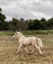Poney B pie palomino