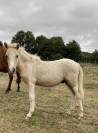 Poney B pie palomino