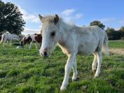 Poney B pie palomino