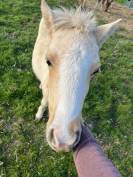 Poney B pie palomino