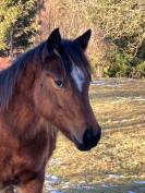 Pouliche Quarter Horse PP 2024