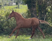 Pouliche alezane 2025 par Ulahop Boy SF