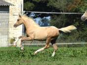 Welsh pony pp, pouliche 2025, palomino