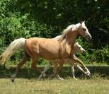 Welsh pony pp, pouliche 2025, palomino