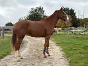 Jument gros potentiel Amateur en tout point