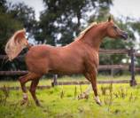 Jument pur sang arabe pleine