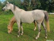 Jument pur sang arabe pleine