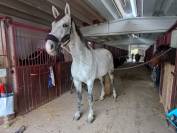 Cavallo Sella Italiano - 10 anni