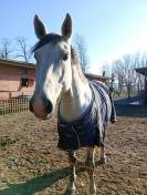 Cavallo Sella Italiano - 10 anni