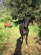 Jument minorquine 7 ans 