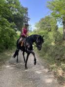 Jument minorquine 7 ans 